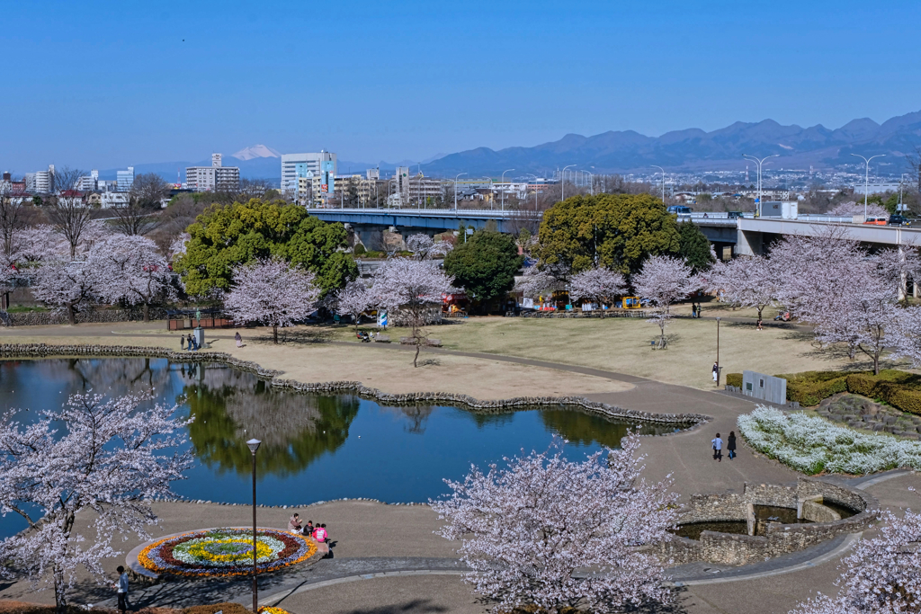 満開の前橋公園①