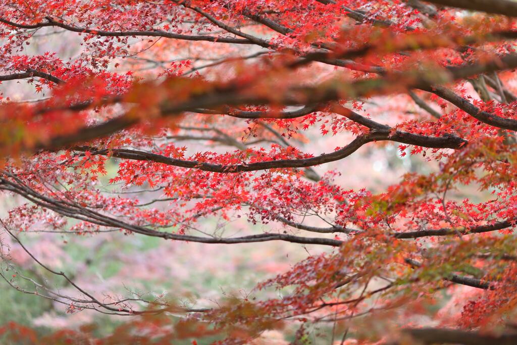 嶺公園の紅葉②