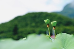 結実