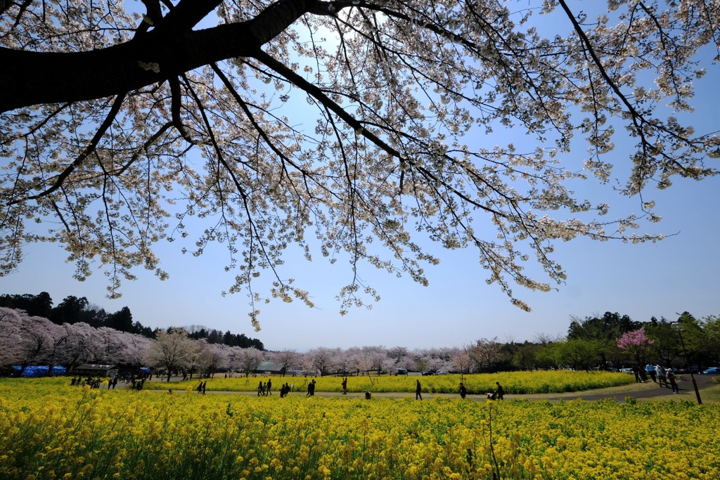 赤城南面千本桜④