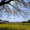 赤城南面千本桜④