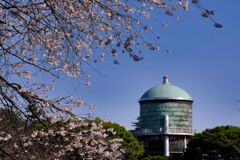 敷島公園の桜