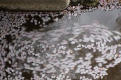桜吹雪④
