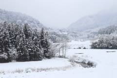 雪に覆われて