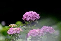 荻窪公園の紫陽花②