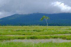 尾瀬ヶ原④
