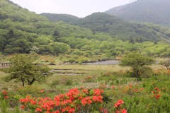 初夏の赤城・覚満淵