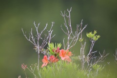 自然の生け花