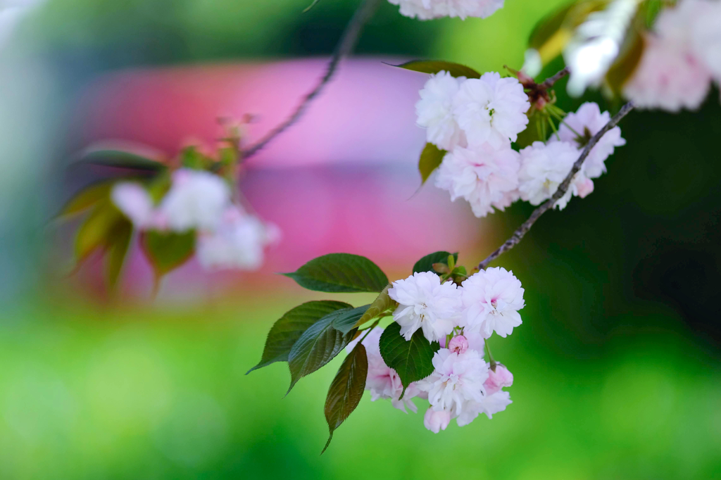 八重桜③