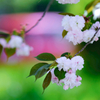 八重桜③