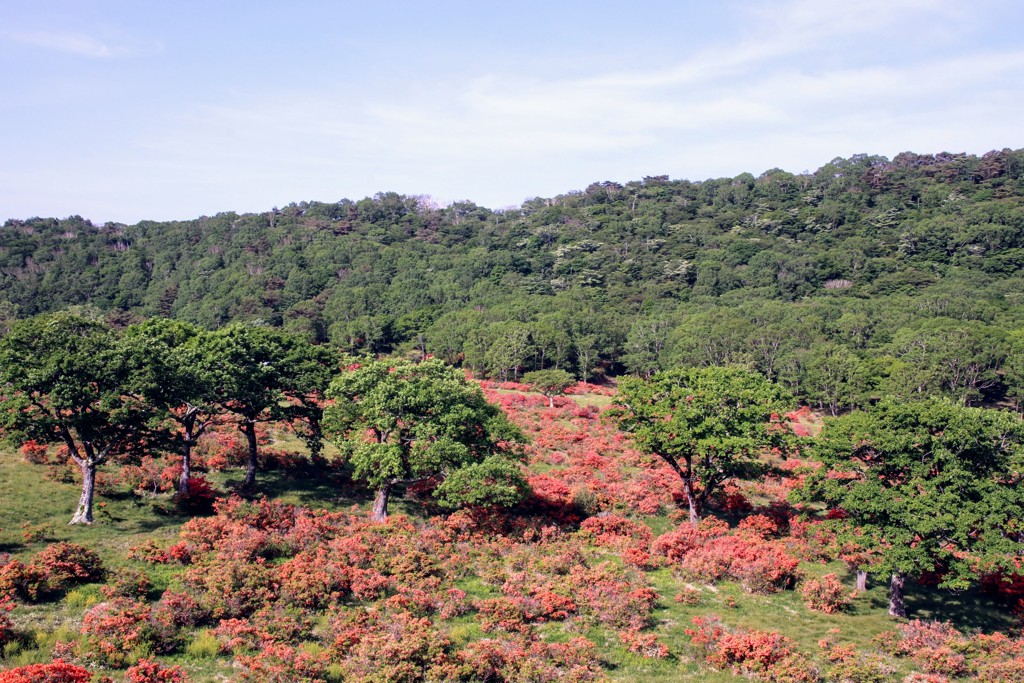 赤城山のレンゲツツジ⑦