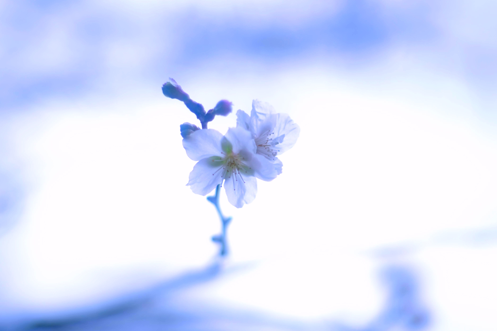 桜山公園⑨