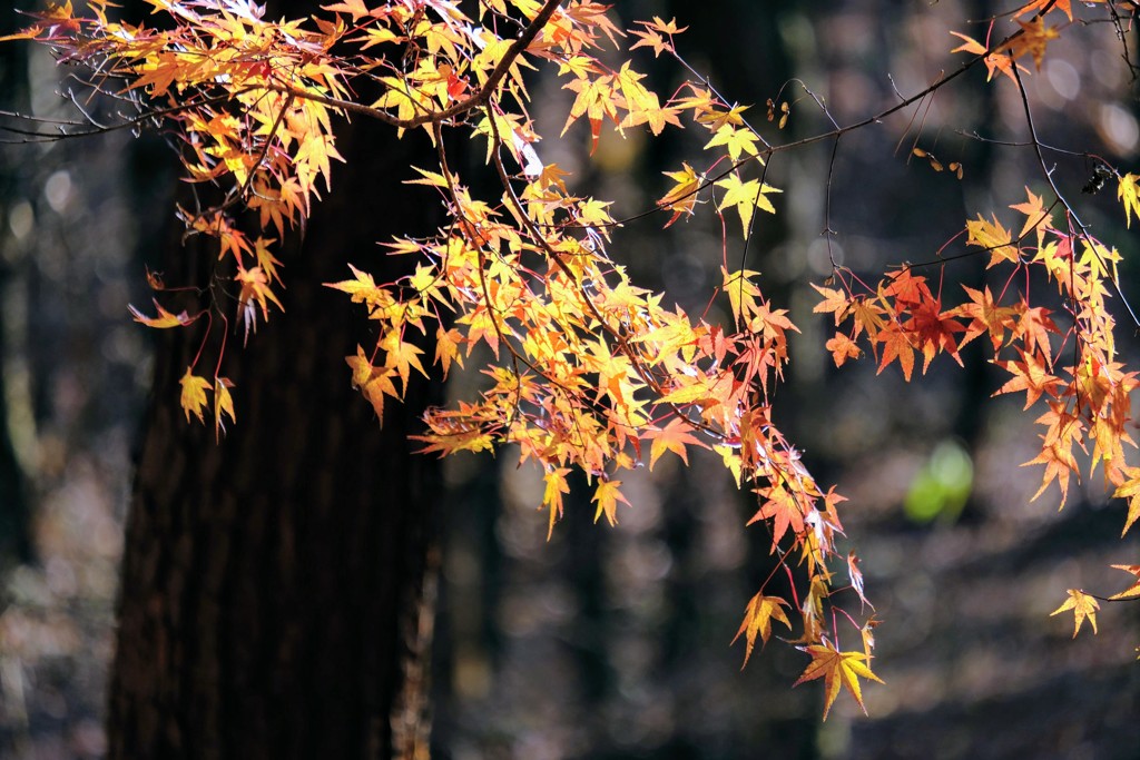 紅葉最終章②