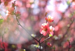 春の幻想②