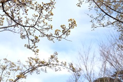 サンシュユの花？