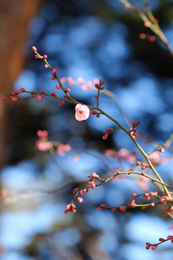 紅梅