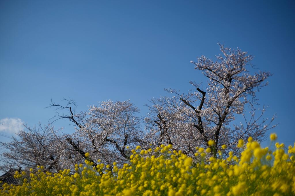 散歩コースの春③
