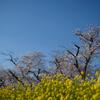 散歩コースの春③