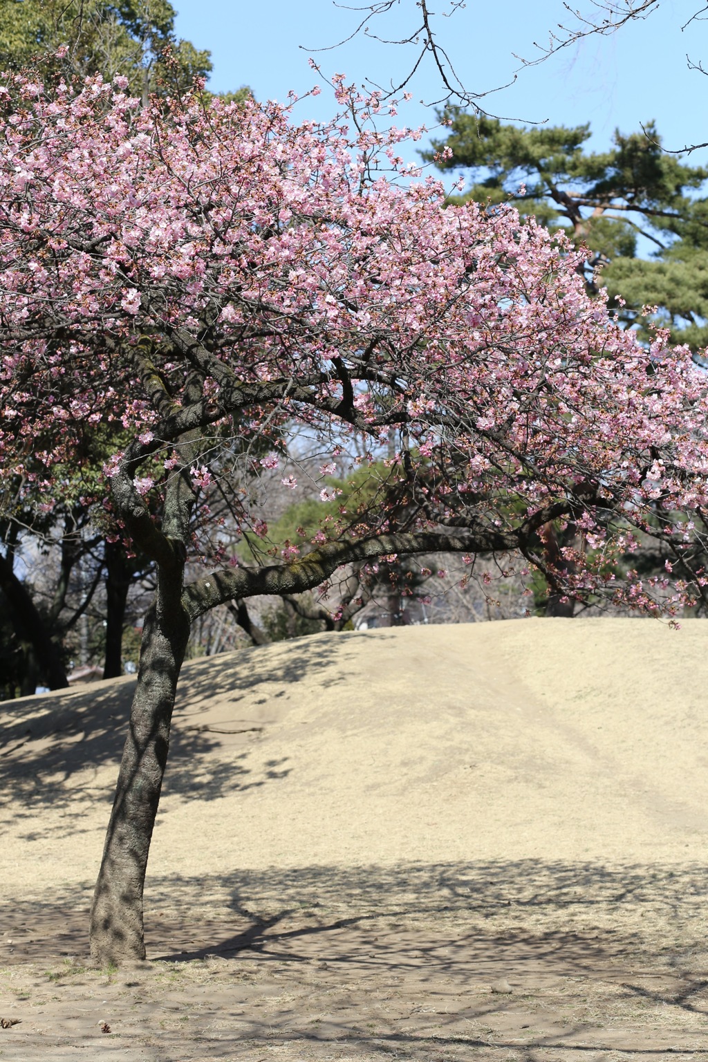 陰と陽