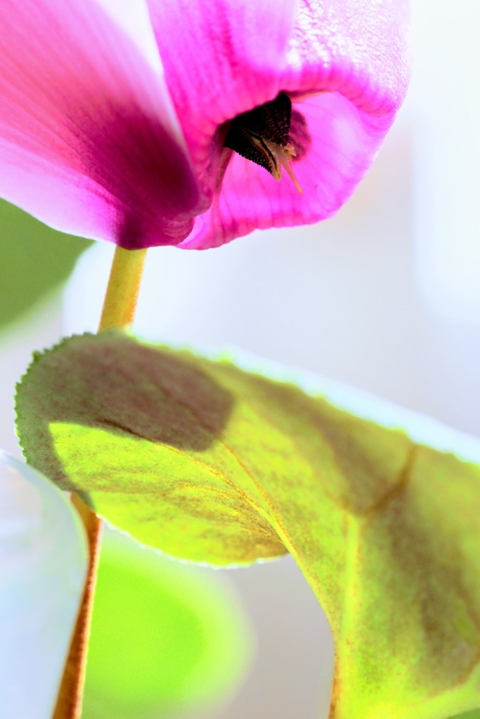 西陽に照らされて