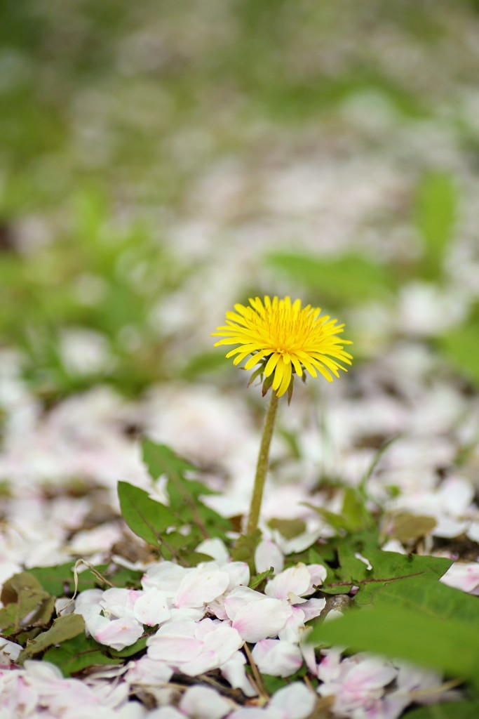 花びらに囲まれて①