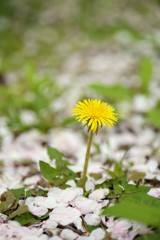 花びらに囲まれて①