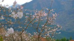 桜山公園①