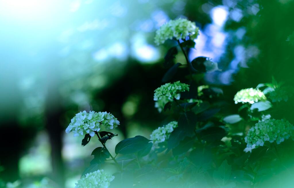 紫陽花③