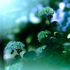 紫陽花③