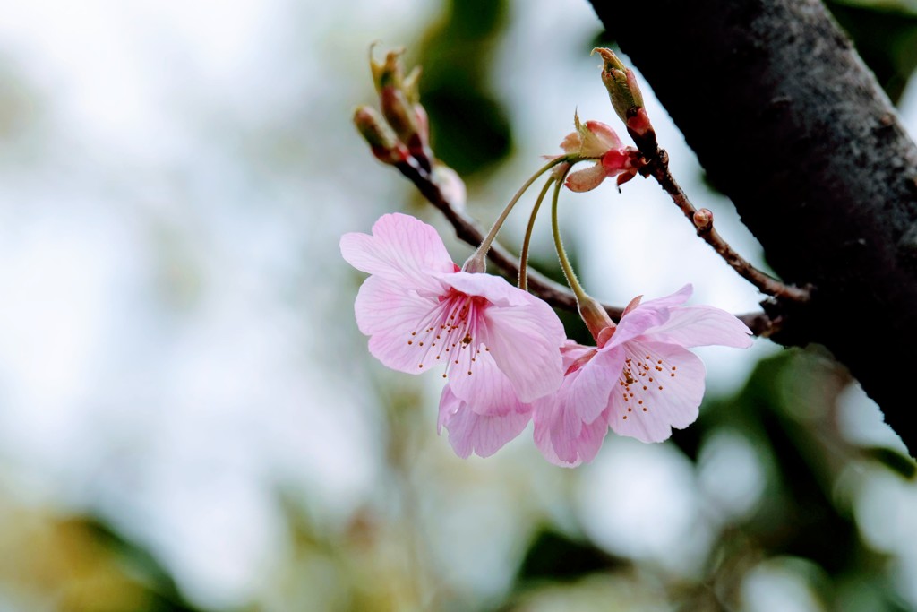 桜