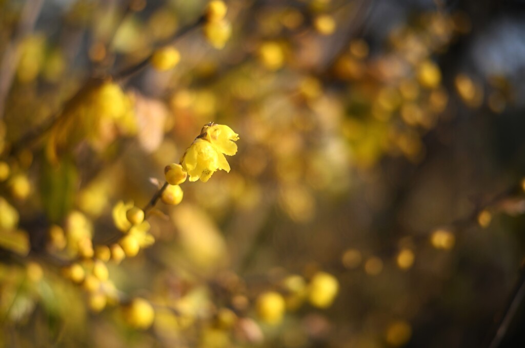蝋梅咲く
