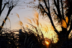 夕暮れ時①