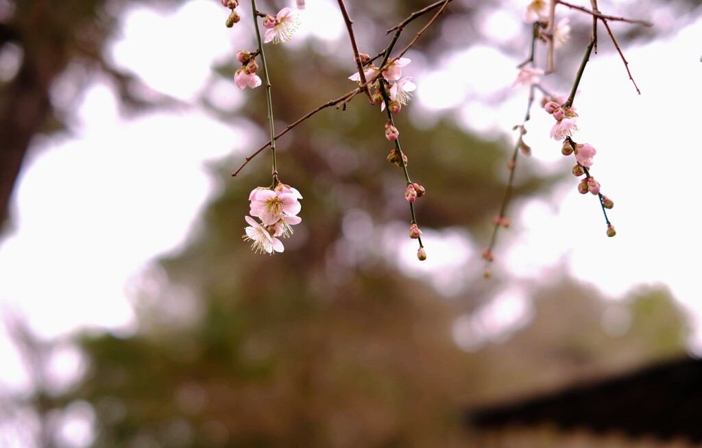 しだれ梅