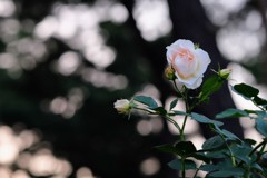 敷島バラ園④