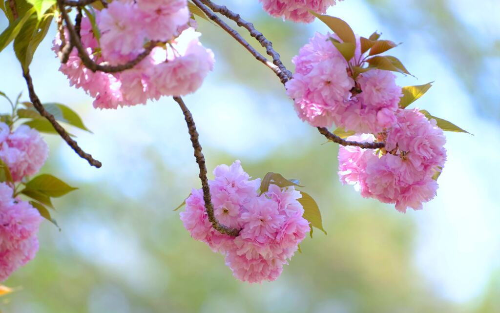 八重桜②