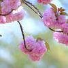 八重桜②