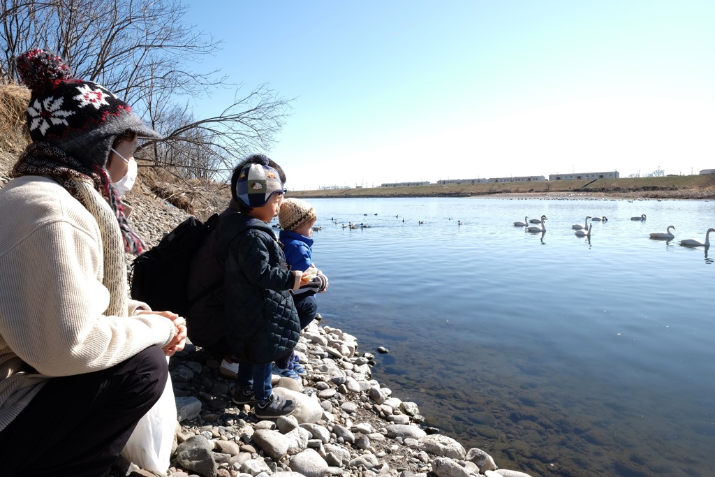 白鳥見物②