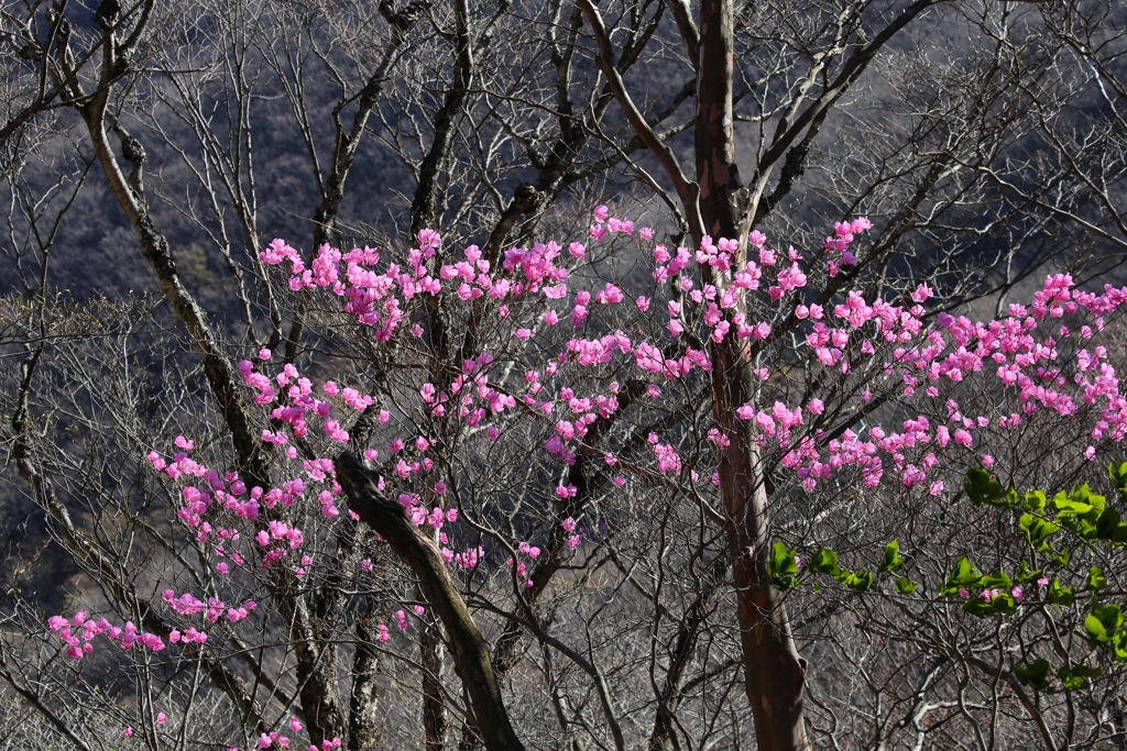 荒山高原のアカヤシオ①
