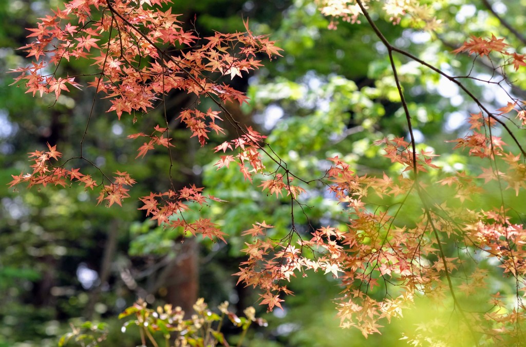 春紅葉
