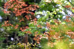 春紅葉