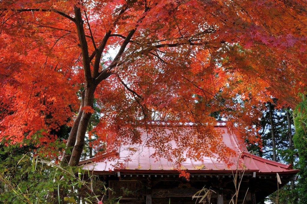 赤と朱のコラボ①
