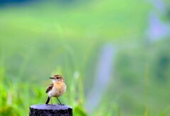 車山の野鳥①