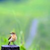 車山の野鳥①
