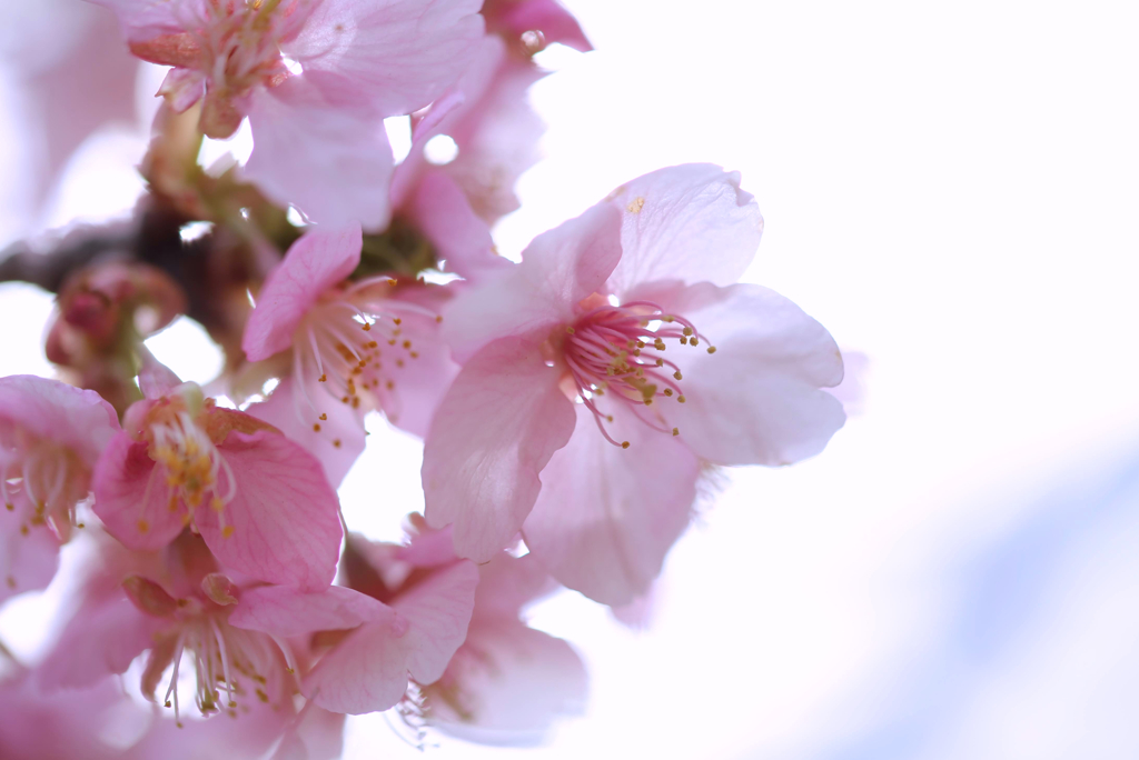 河津桜②