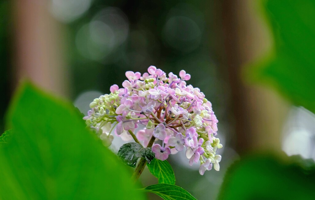 見納めの紫陽花⑤