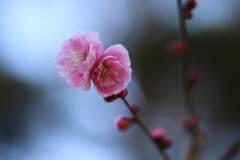 紅梅