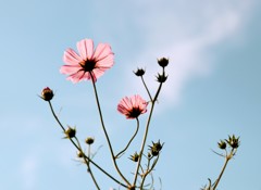 里の秋②
