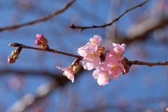 河津桜⑩