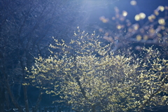 梅田ロウバイパーク③