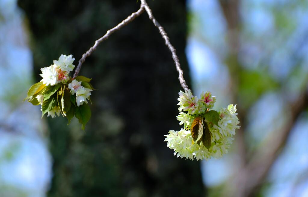 八重桜①